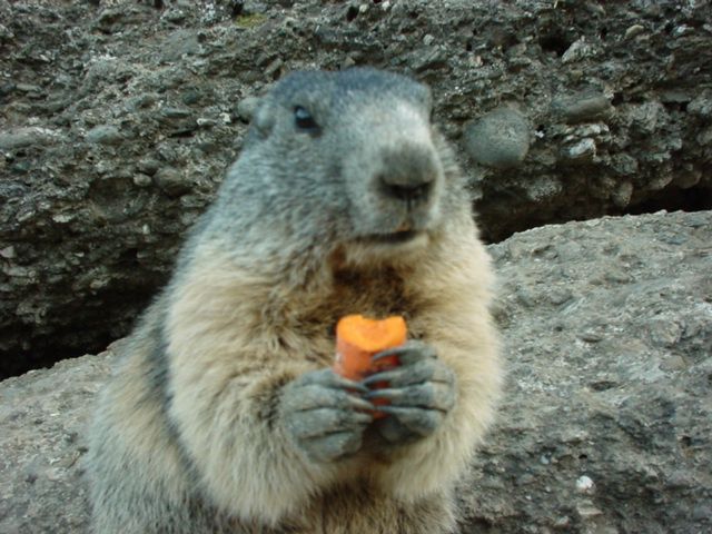 Fonds d'cran Animaux Rongeurs - Divers Marmotte