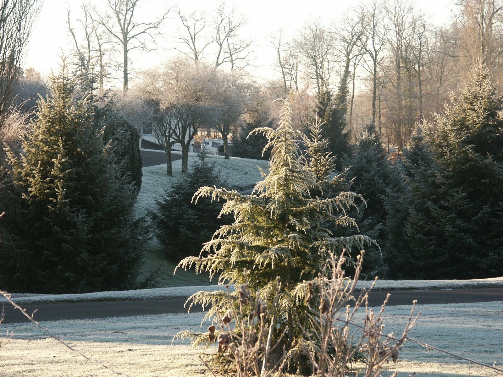 Fonds d'cran Nature Arbres - Forts 