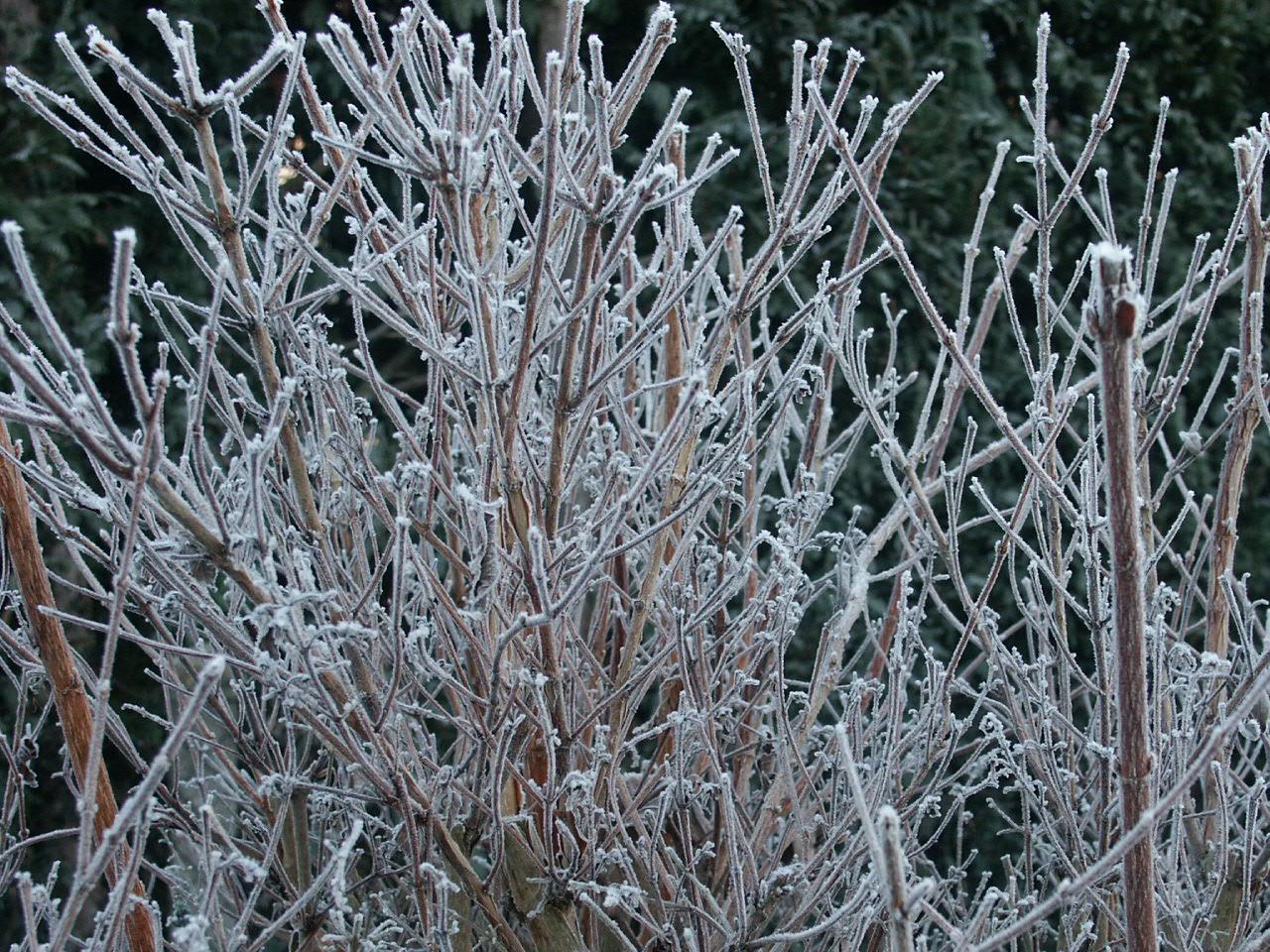 Fonds d'cran Nature Saisons - Hiver 