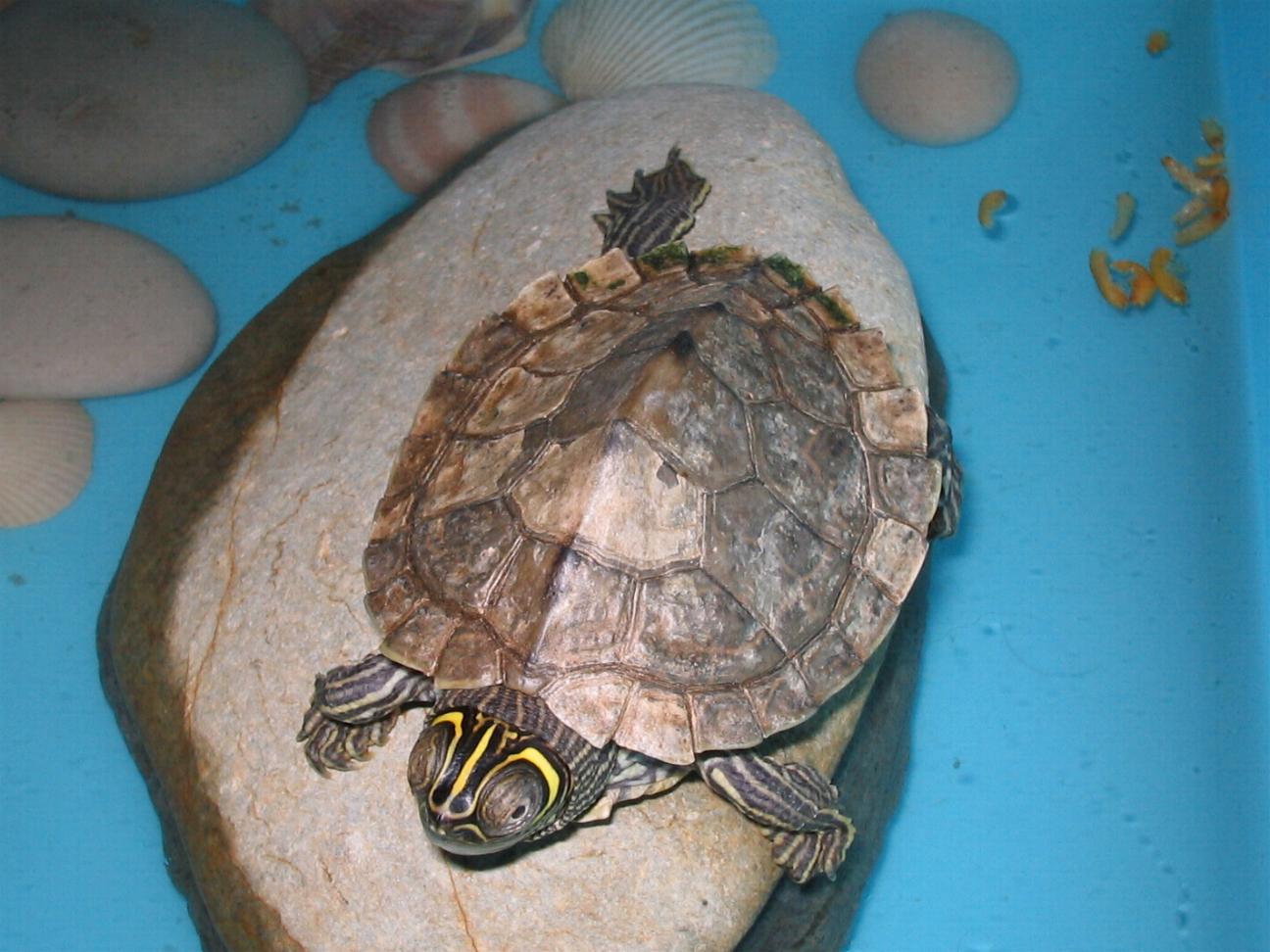 Fonds d'cran Animaux Tortues Matika