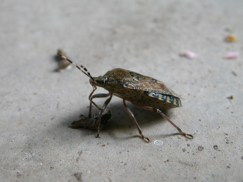 Fonds d'cran Animaux Insectes - Punaises insecte