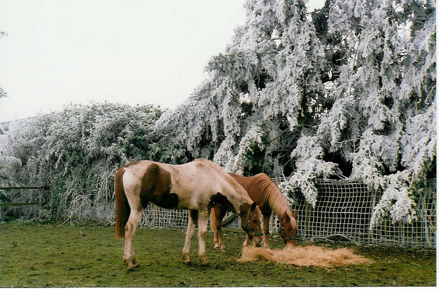 Fonds d'cran Animaux Chevaux jade et cologia