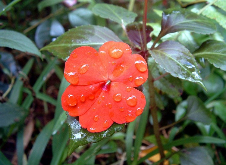 Fonds d'cran Nature Fleurs Ile de la Reunion