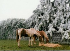 Fonds d'cran Animaux jade et cologia