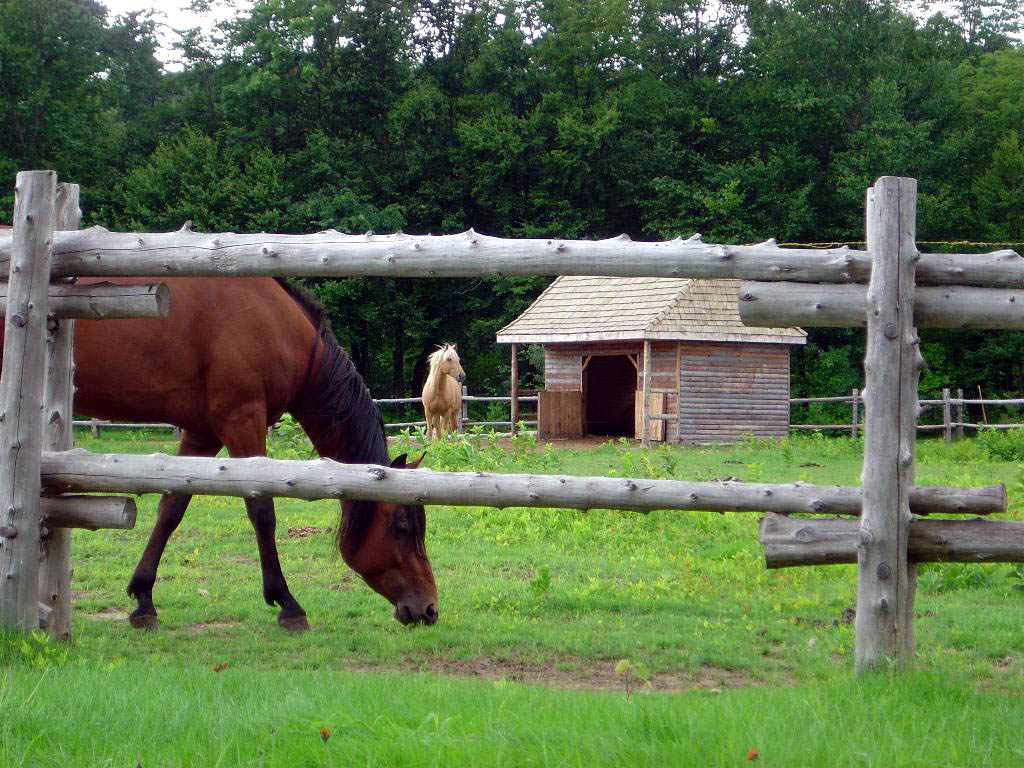 Wallpapers Animals Horses ELLE EST BELLE MA BLONDE