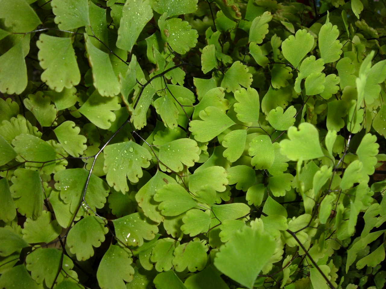 Fonds d'cran Nature Plantes - Arbustes C'est un capillaire