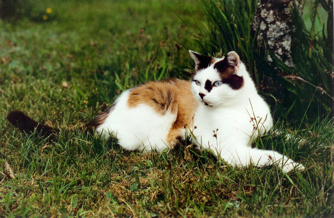 Fonds d'cran Animaux Chats - Chatons Il y a quelque chose qui m'intigue de ce ct!