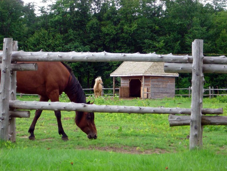 Fonds d'cran Animaux Chevaux ELLE EST BELLE MA BLONDE