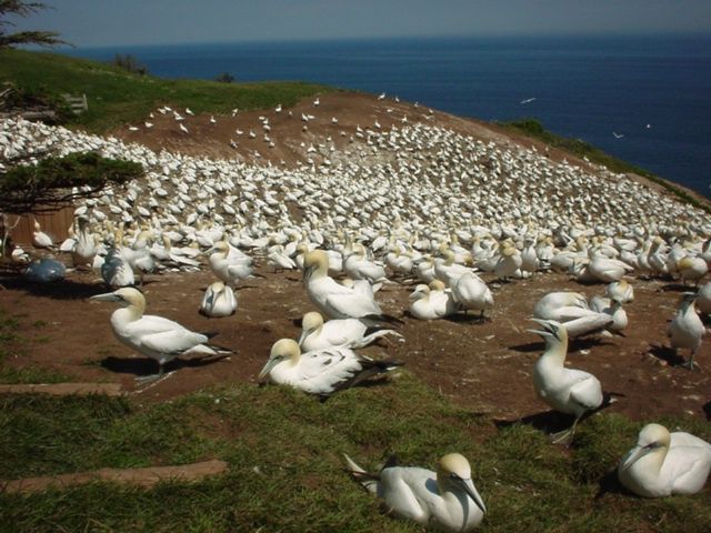 Fonds d'cran Animaux Oiseaux - Canards Fous de Bassan