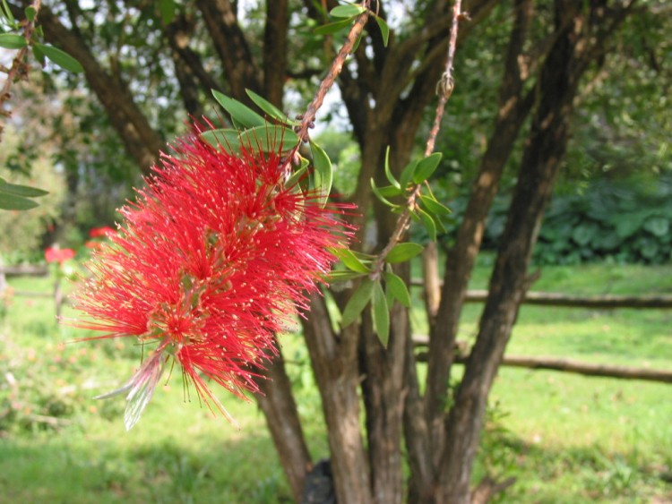 Fonds d'cran Nature Fleurs Plumeau...