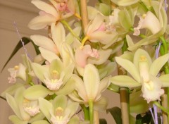 Fonds d'cran Nature Orchide