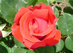 Wallpapers Nature Rose rouge d't