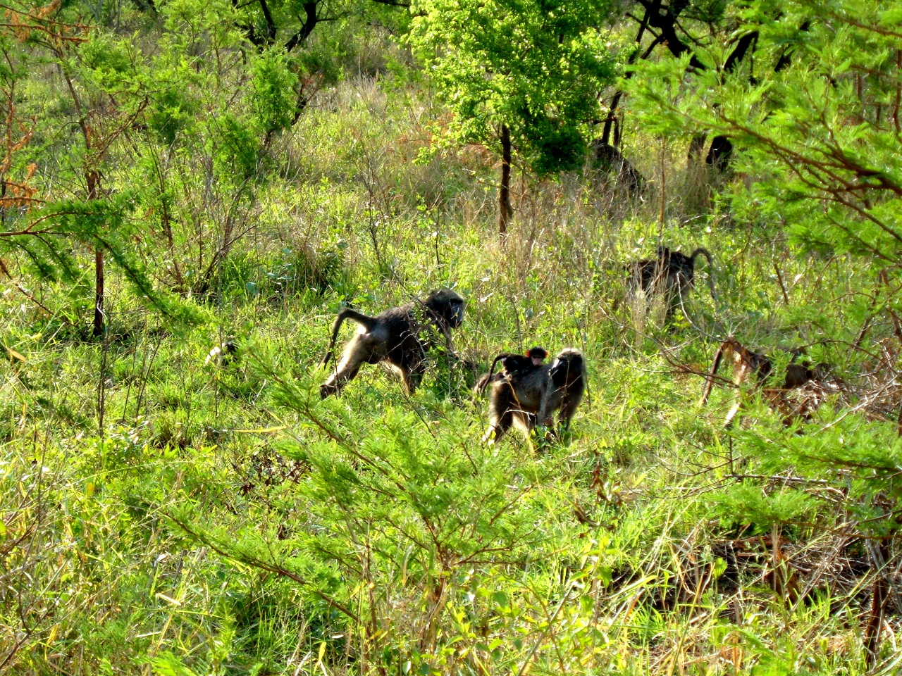 Wallpapers Animals Monkeys Baboins en Afrique du Sud