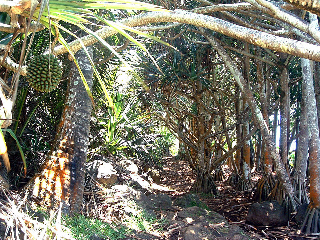 Fonds d'cran Voyages : Afrique La Runion Ile de la Reunion