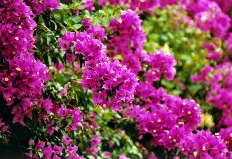 Fonds d'cran Nature Fleurs Bouguinvilliers