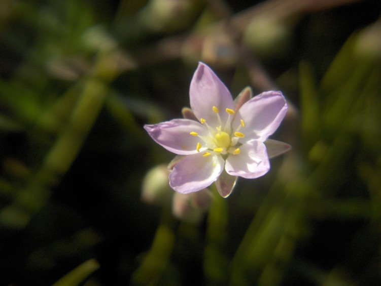 Wallpapers Nature Flowers petite fleur sur fond vert