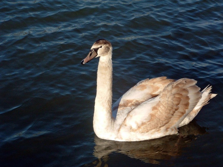 Fonds d'cran Animaux Oiseaux - Canards Sur l'eau