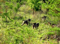 Fonds d'cran Animaux Baboins en Afrique du Sud