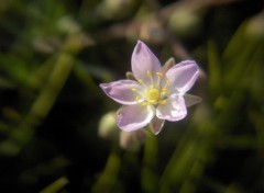 Wallpapers Nature petite fleur sur fond vert