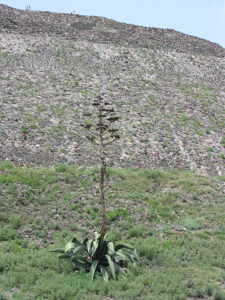 Fonds d'cran Nature Plantes - Arbustes Aloes en fleur