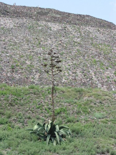 Fonds d'cran Nature Plantes - Arbustes Aloes en fleur