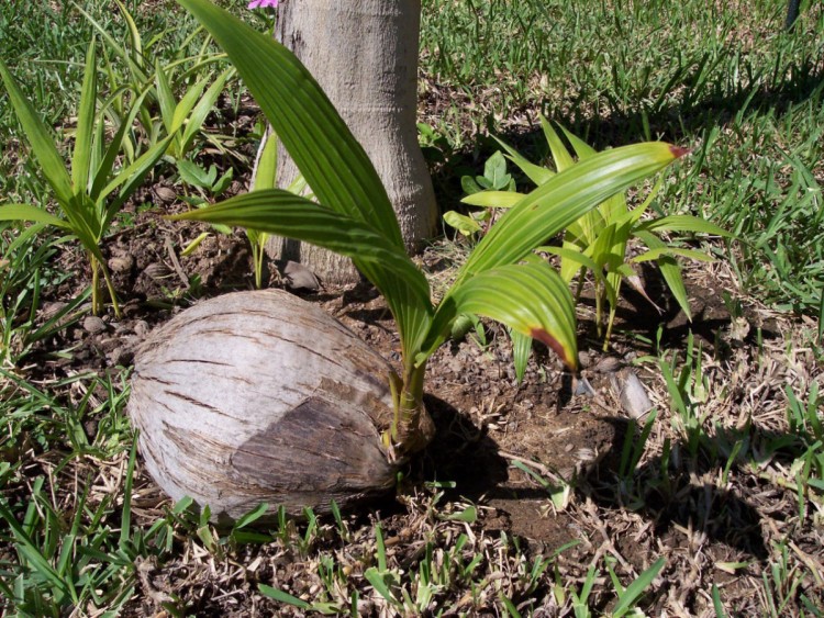 Fonds d'cran Nature Arbres - Forts Un futur cocotier :o)