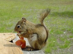 Fonds d'cran Animaux Le retour de l'cureuil sympa :o)