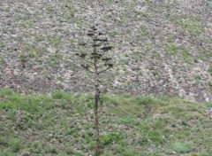 Fonds d'cran Nature Aloes en fleur