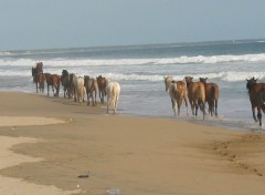 Fonds d'cran Animaux Chevaux sauvages