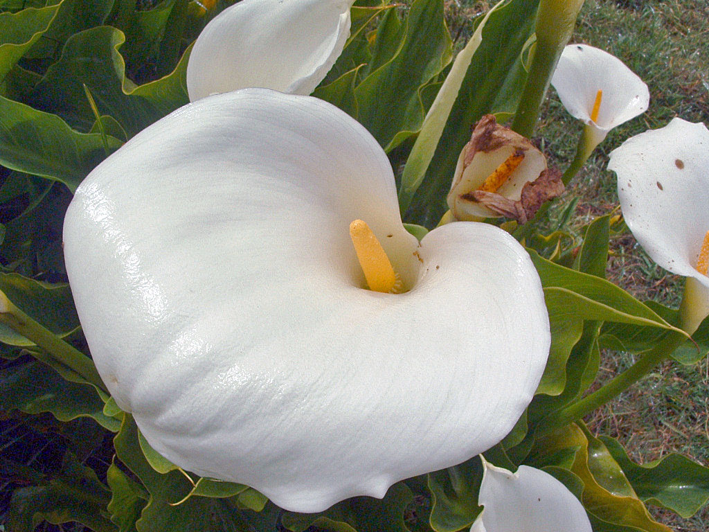 Fonds d'cran Nature Fleurs Ile de la Runion