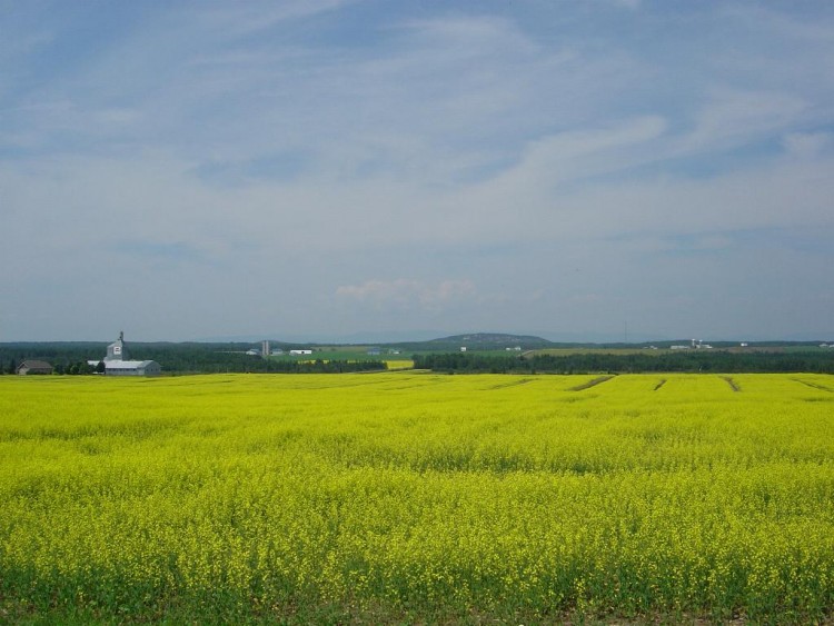 Fonds d'cran Nature Campagne CHAMP DE CANOLA