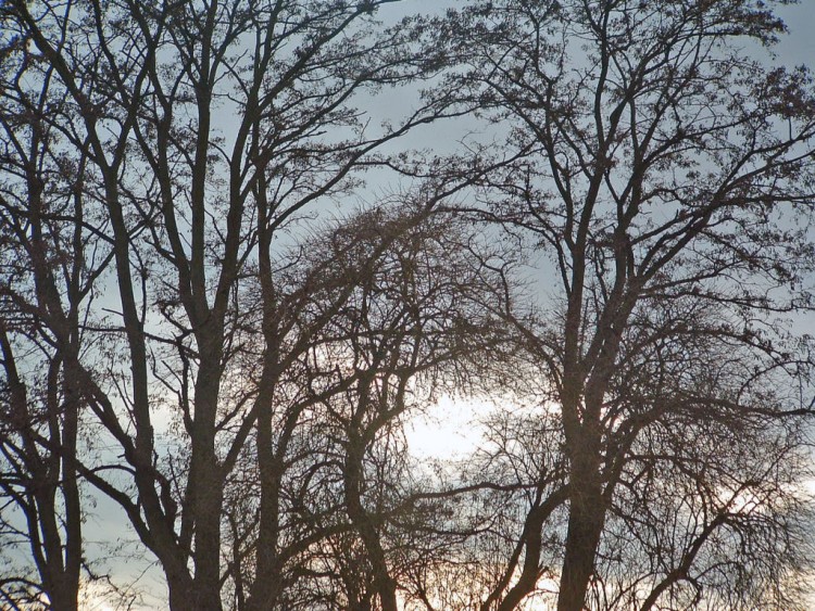 Fonds d'cran Nature Arbres - Forts Le soleil ne percera pas..