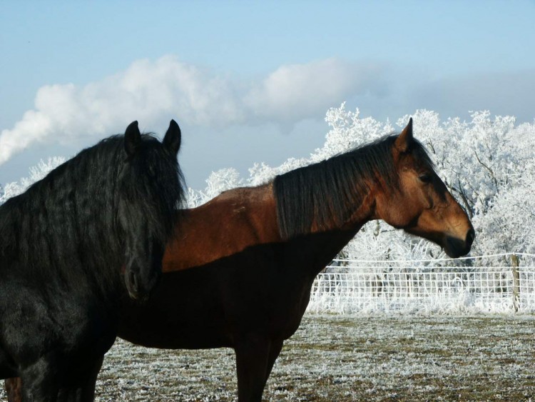 Wallpapers Animals Horses oceane