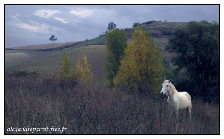 Fonds d'cran Animaux Chevaux Nathalie