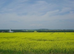 Wallpapers Nature CHAMP DE CANOLA