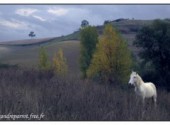 Fonds d'cran Animaux Nathalie