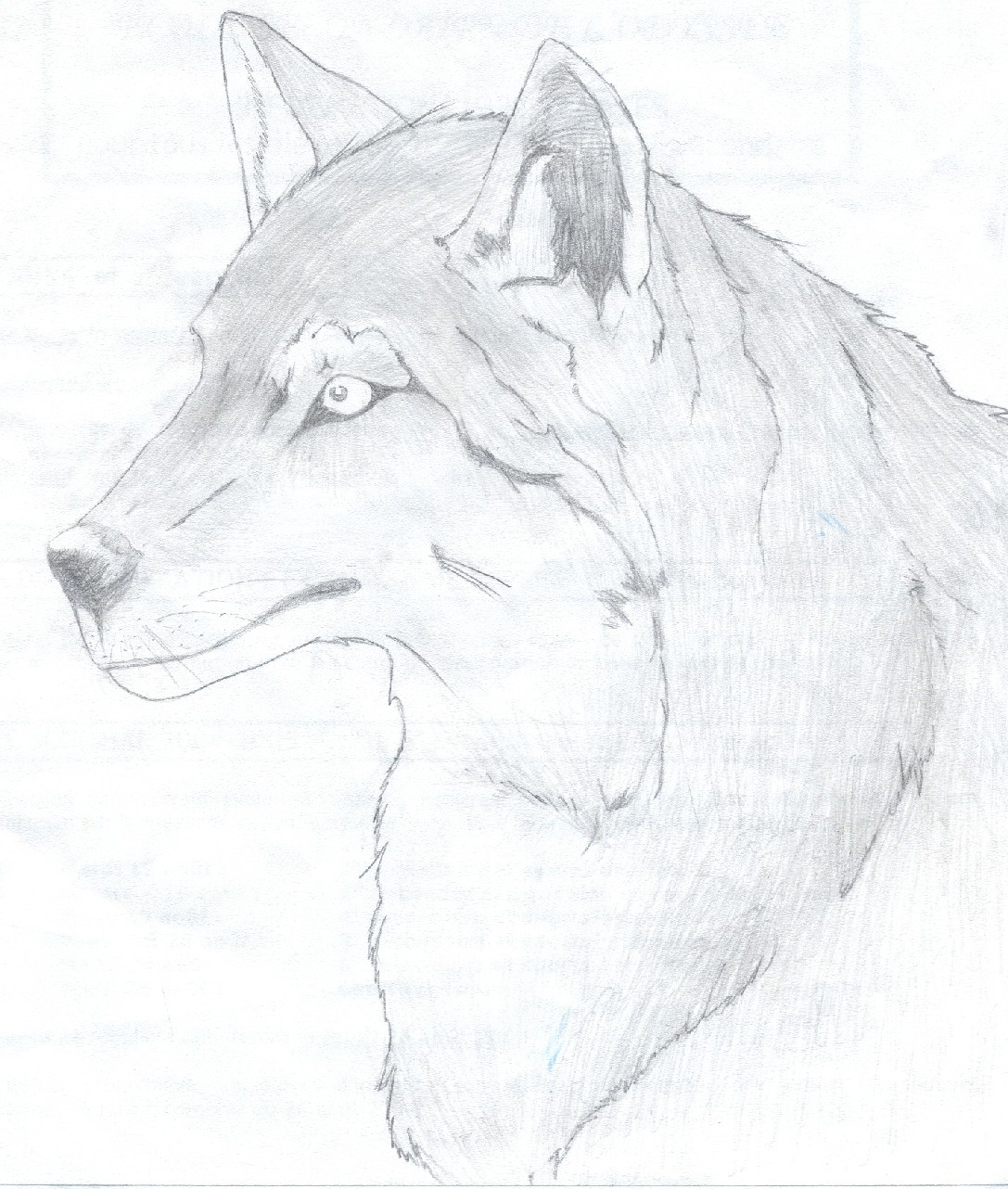 Wallpapers Art - Pencil Animals - Wolves Loup