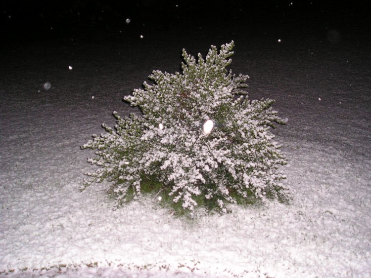 Fonds d'cran Nature Arbres - Forts sous la neige