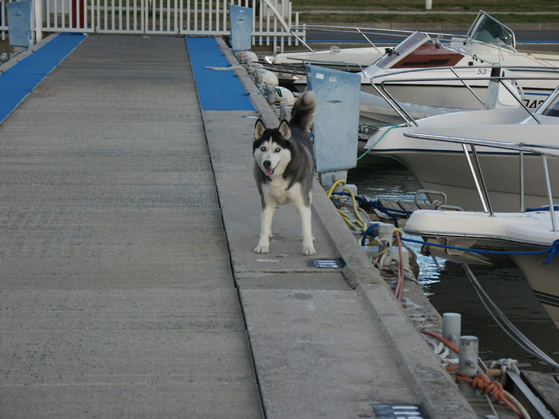 Fonds d'cran Animaux Chiens port camargue