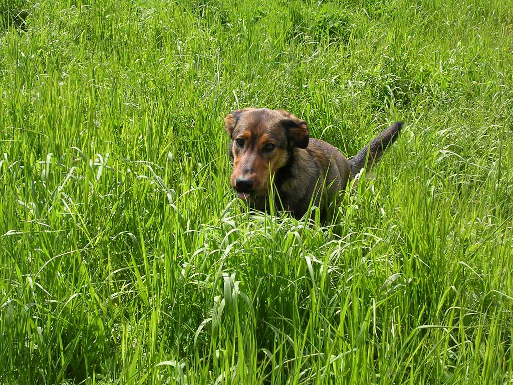 Fonds d'cran Animaux Chiens 