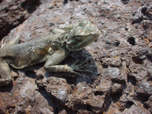 Fonds d'cran Animaux Lzards - Iguanes Lzard :o)