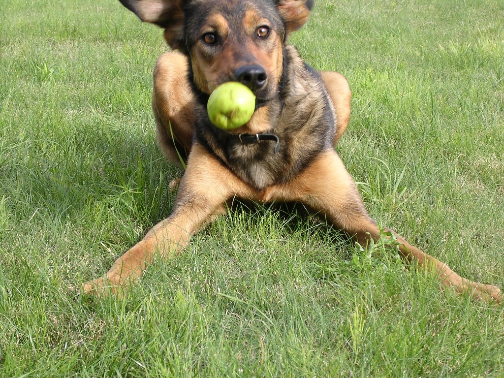 Fonds d'cran Animaux Chiens ONIE aime les pommes