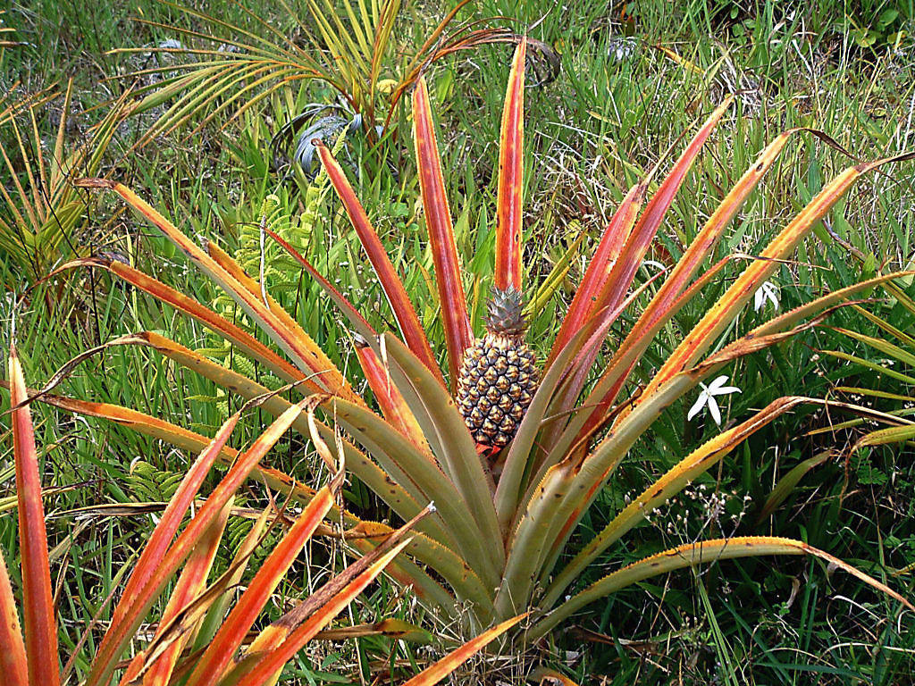 Fonds d'cran Nature Fruits Ile de la Runion