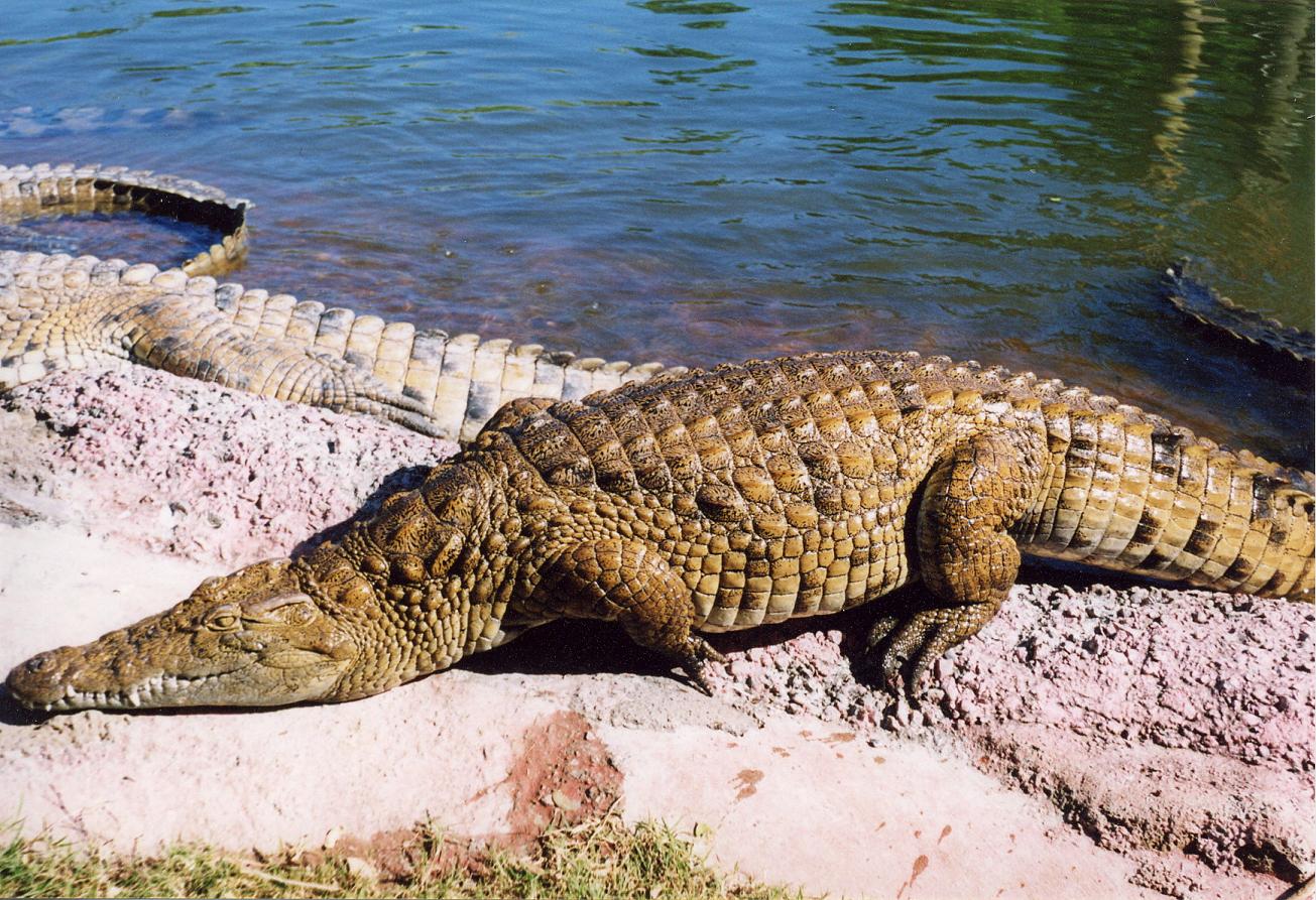 Wallpapers Animals Crocodile - Alligator - Caiman Crocodile de l'Ile de la Runion.