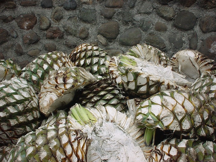 Wallpapers Nature Fruits Coeurs d'agaves