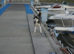 Fonds d'cran Animaux port camargue