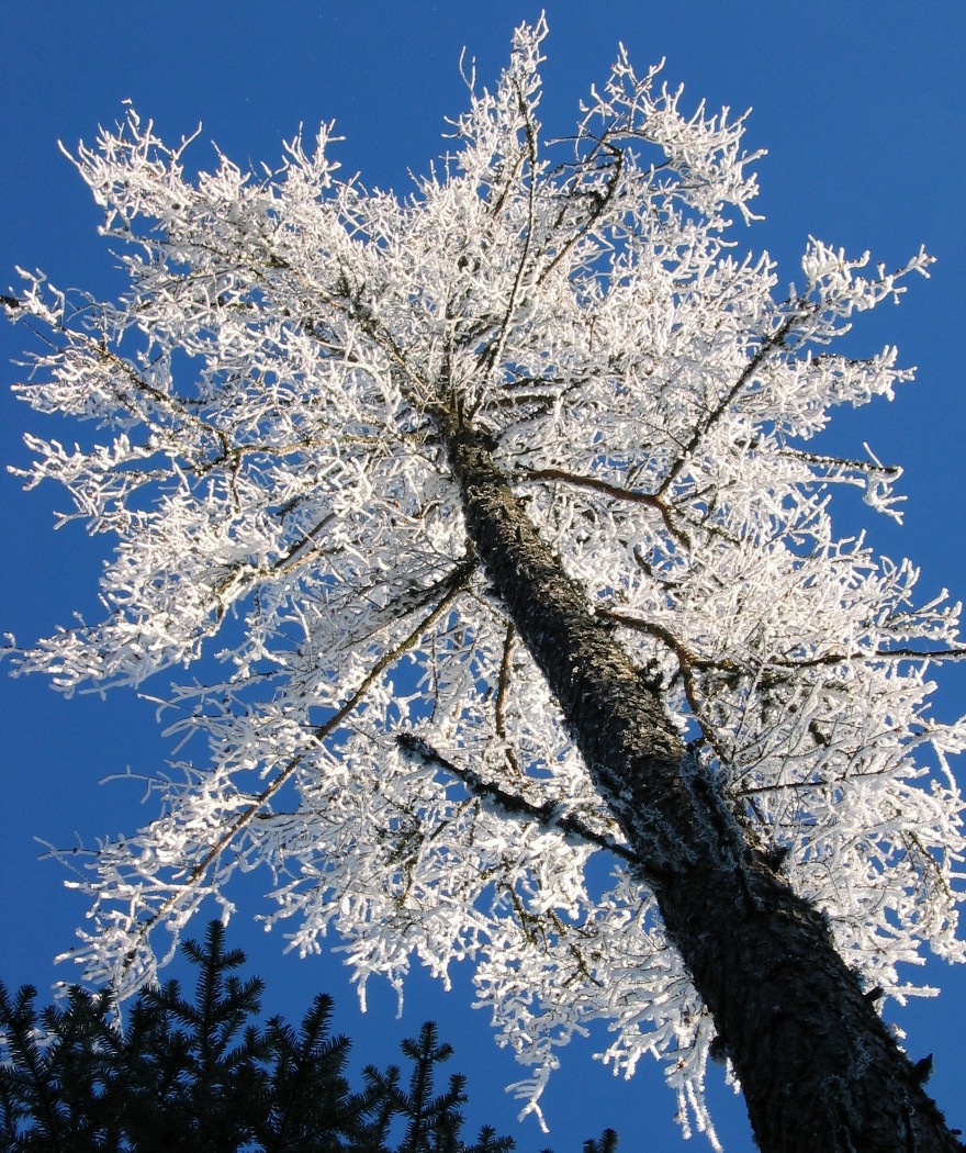 Wallpapers Nature Saisons - Winter Mélèze givré