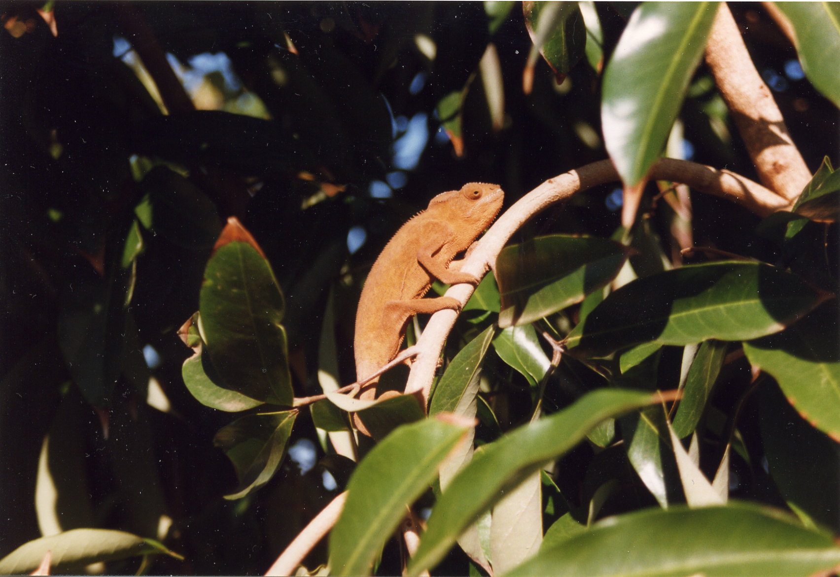 Wallpapers Animals Chameleons Camlon de l'Ile de la Runion.