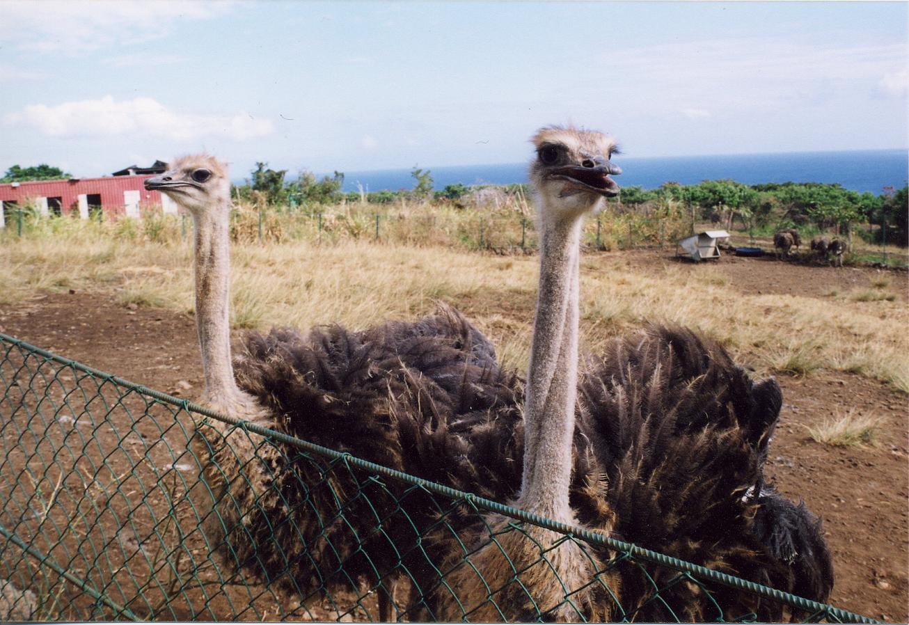 Fonds d'cran Animaux Oiseaux - Autruches et Emeus Autruches de l'Ile de la Runion.