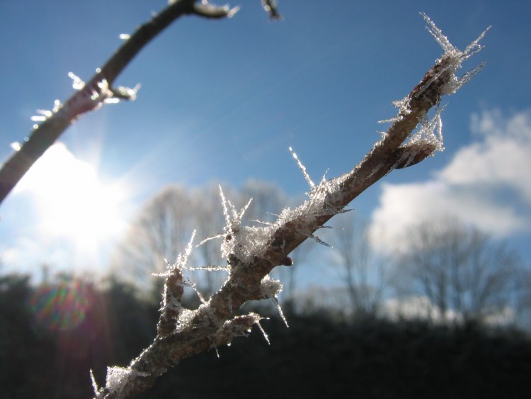 Wallpapers Nature Saisons - Winter Epine de glace